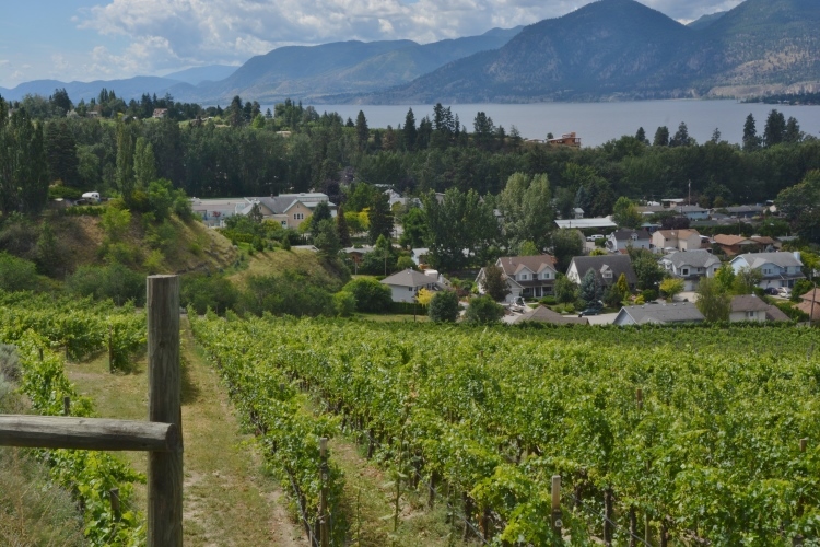 vineyards on hillside